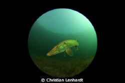 Pike seen through fisheye by Christian Lenhardt 